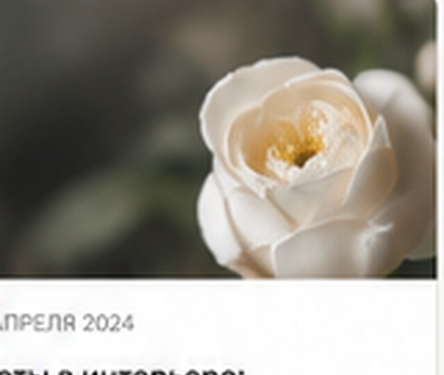 Белый цветок в рассеянном свете